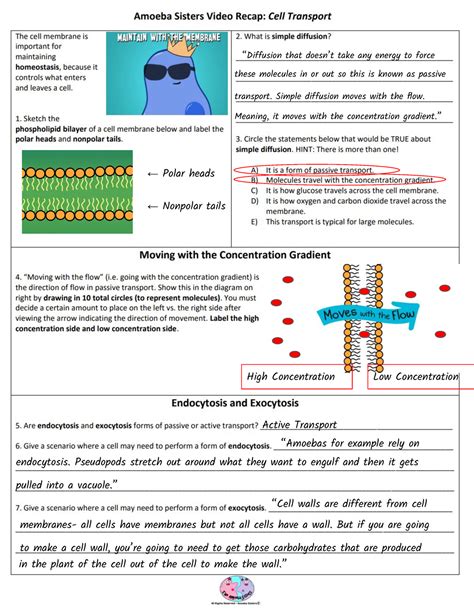 amoeba sisters video recap cell transport answers|More.